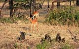 TANZANIA - Serengeti National Park - Lobo - 08